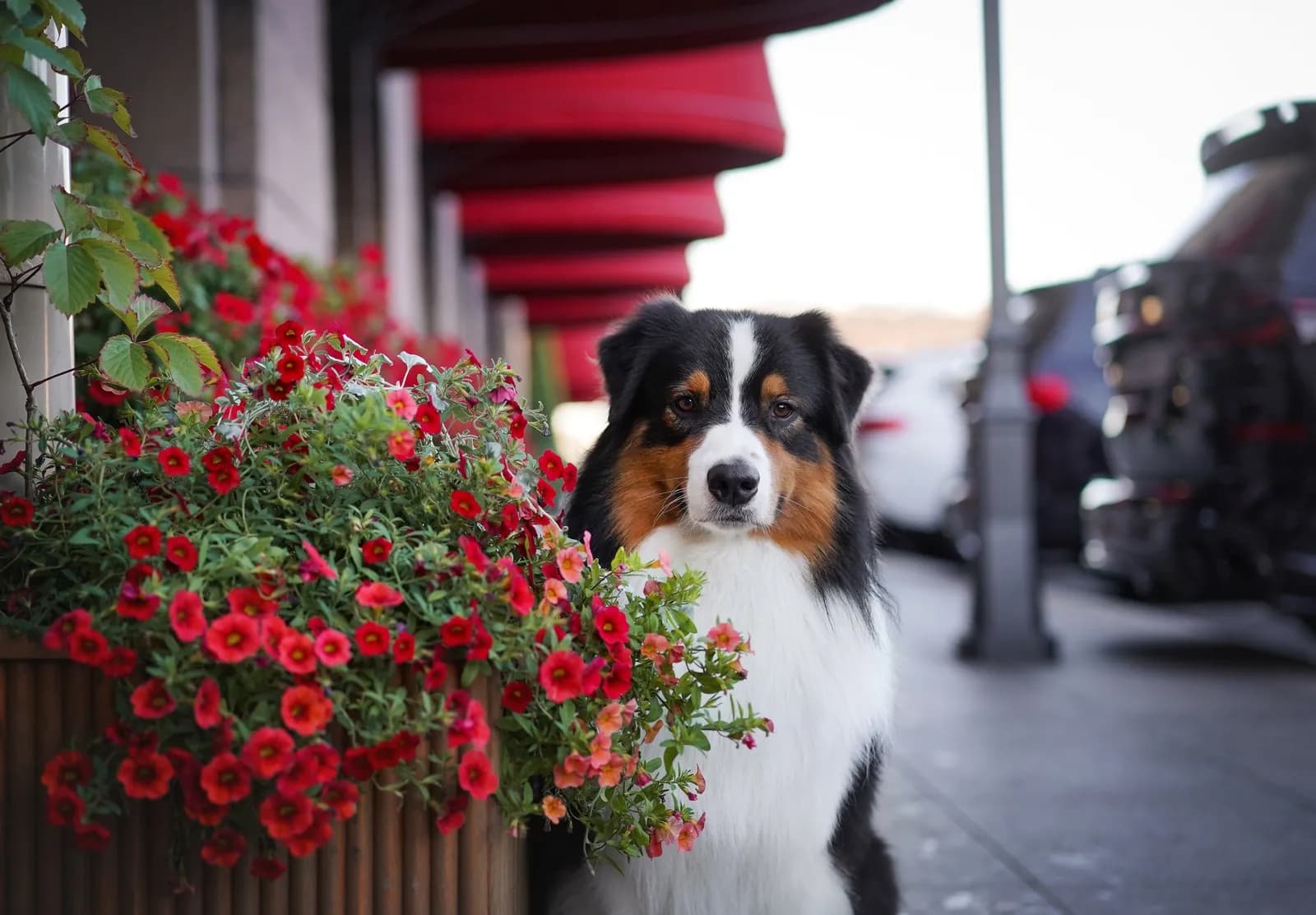 Австралийская овчарка Apollono Best in Show from Rockayland N/B, питомник Rockayland