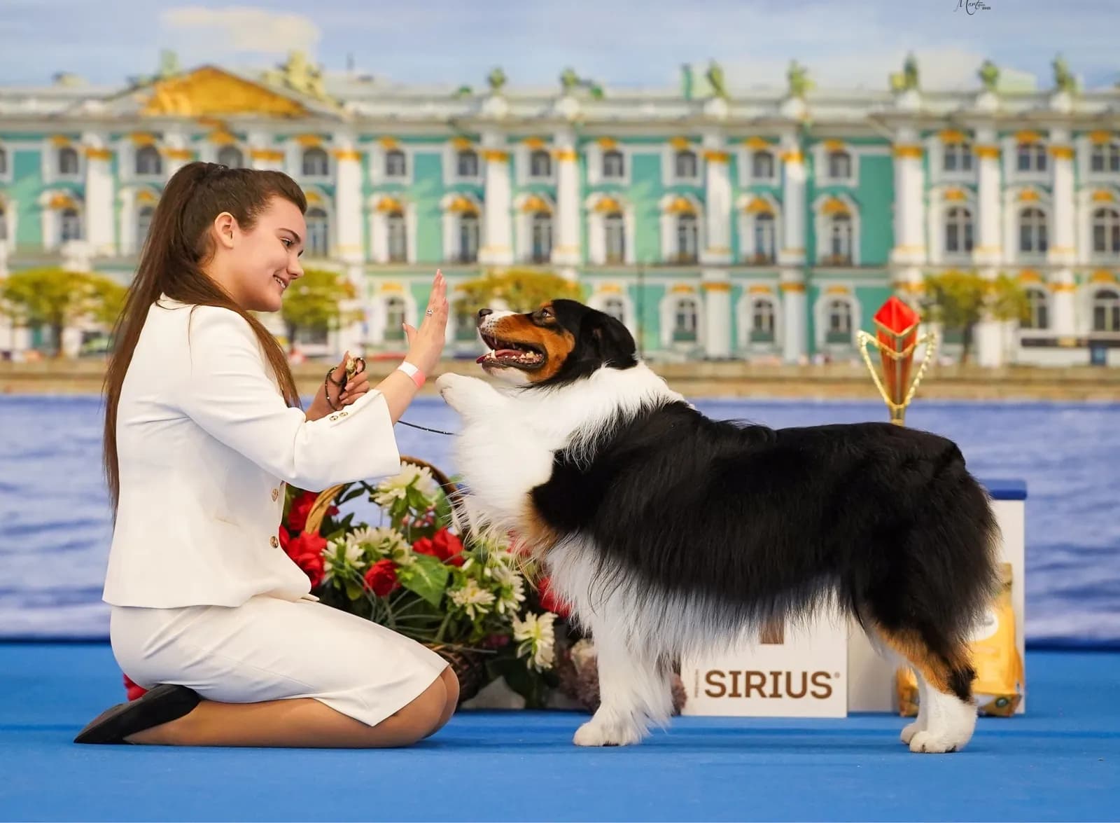 Австралийская овчарка Apollono Best in Show from Rockayland N/B, питомник Rockayland