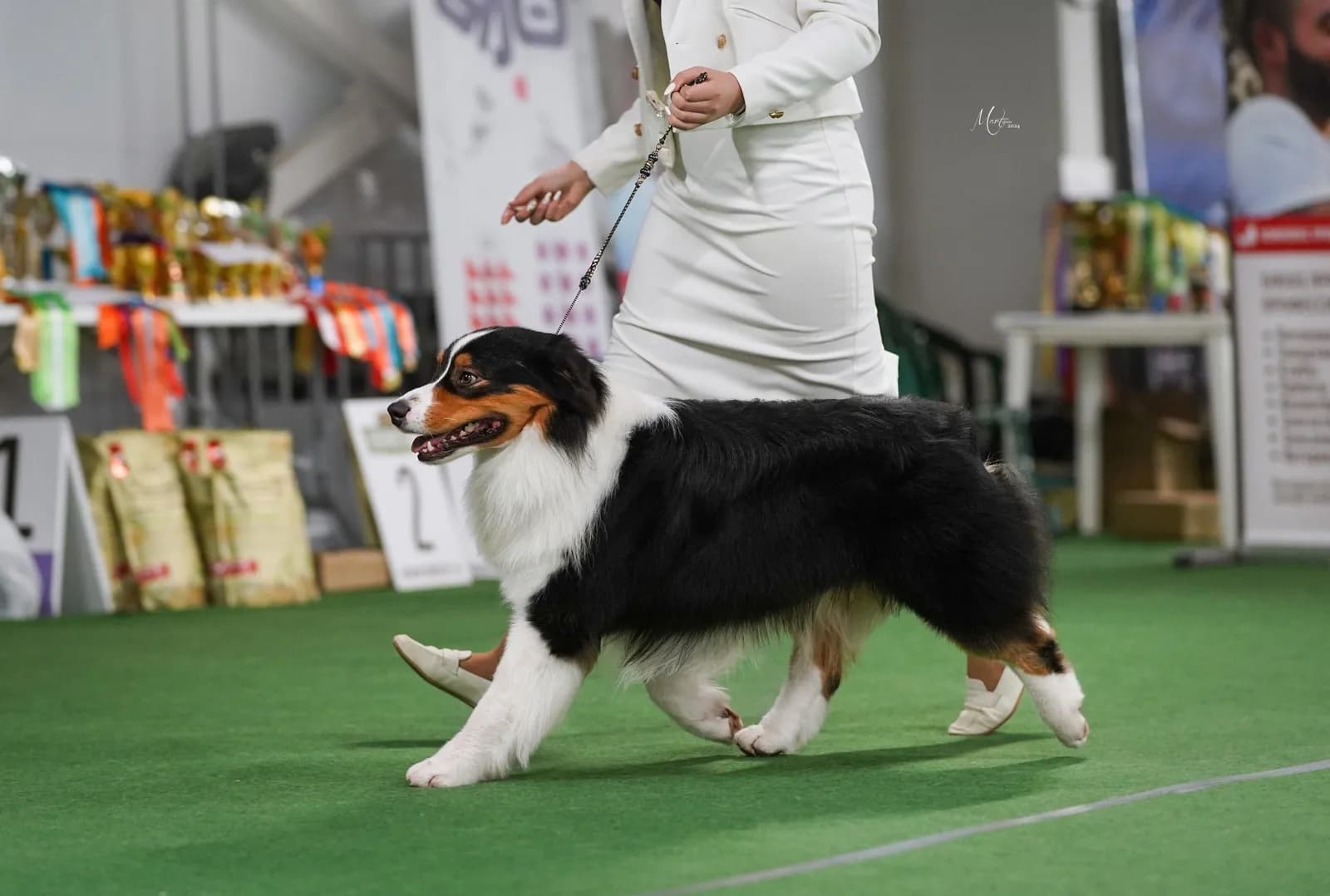 Австралийская овчарка Apollono Best in Show from Rockayland N/B, питомник Rockayland