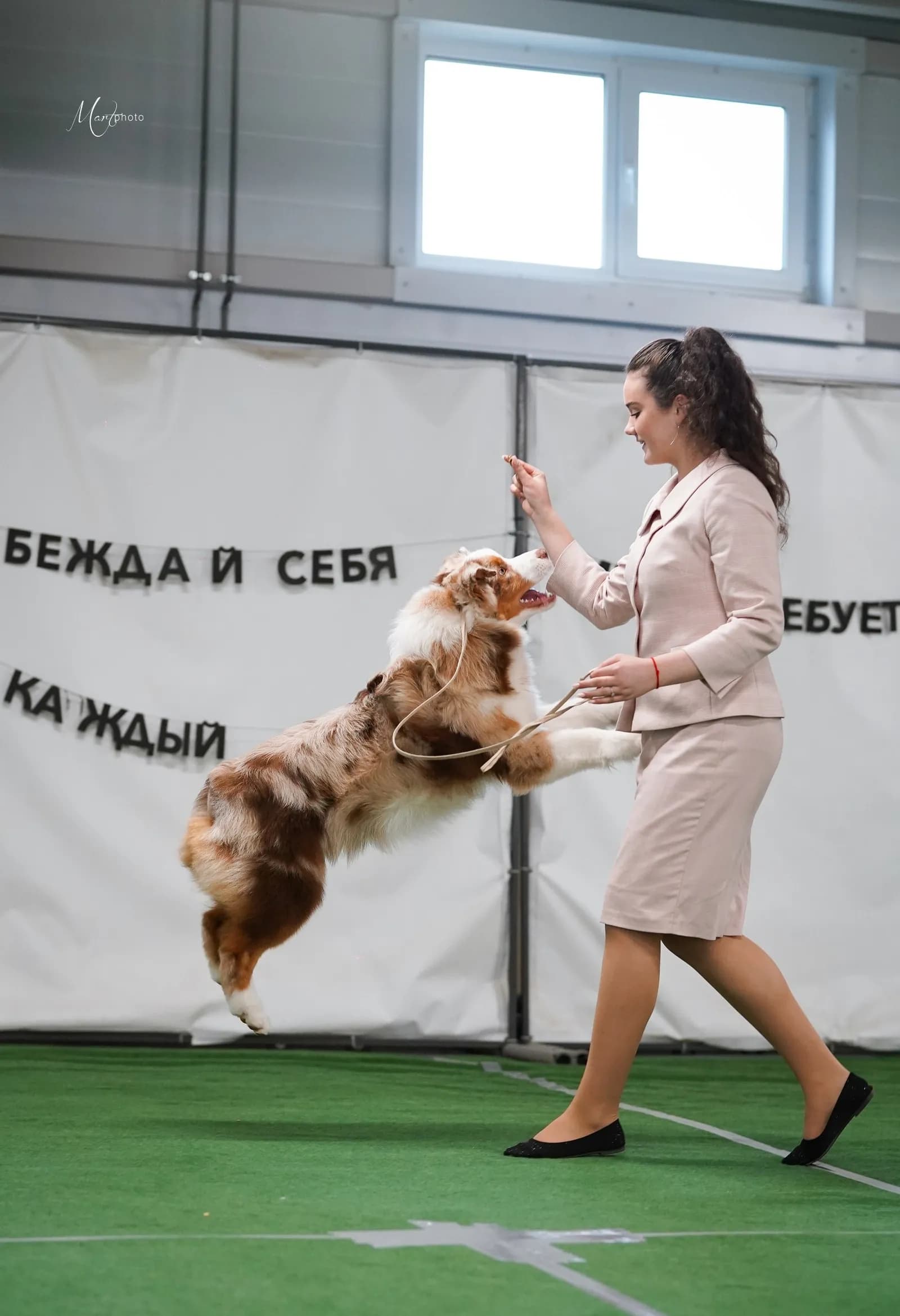 Австралийская овчарка Клайдон
