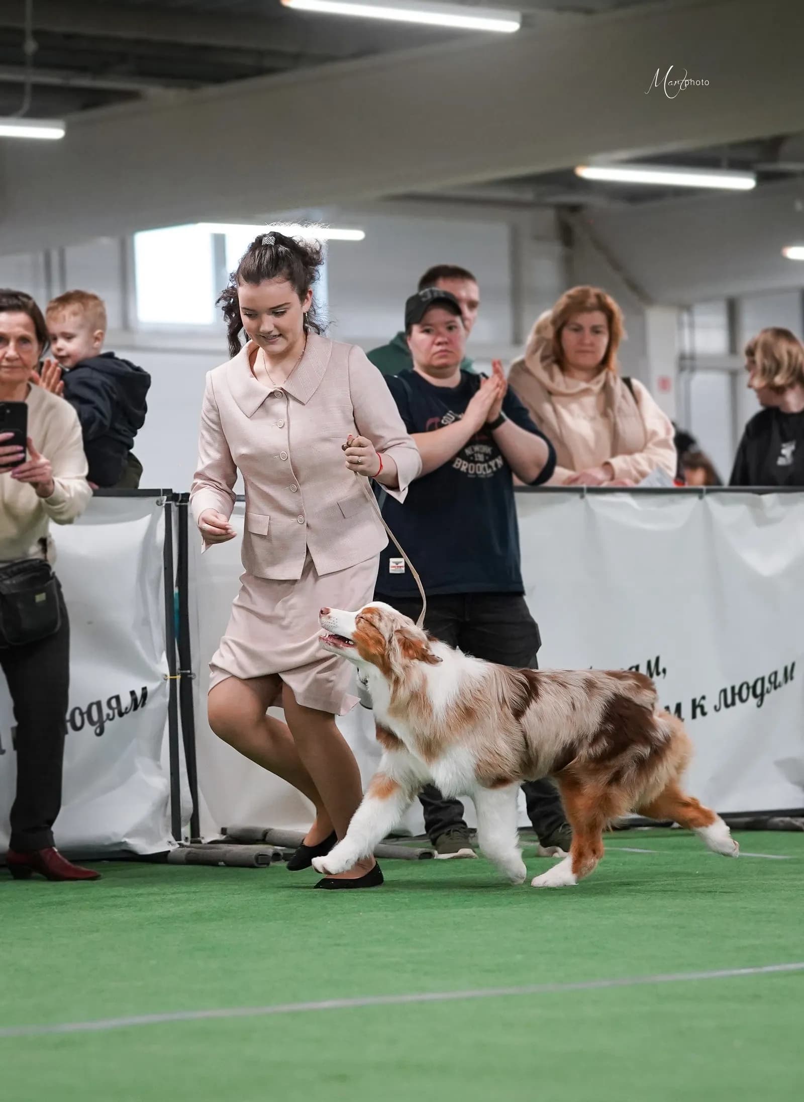 Австралийская овчарка Клайдон