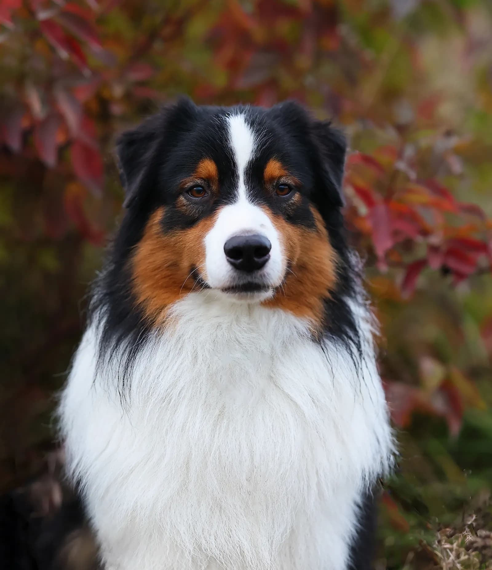 Австралийская овчарка Apollono Best in Show from Rockayland N/B, питомник Rockayland
