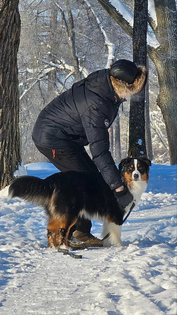 Австралийская овчарка Эгрет